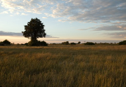 Okavango Delta