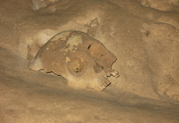 skull