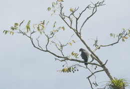 Birds of Belize