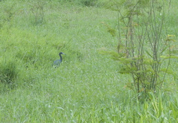 spoon-billed bird