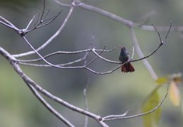 hummingbird