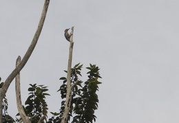 woodpecker