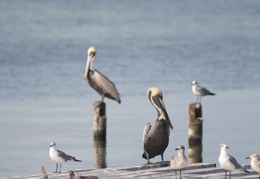 pelicans