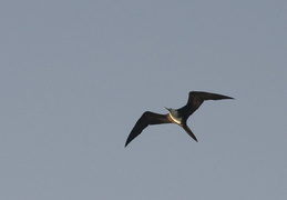 frigate bird