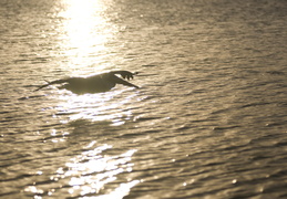 pelican at sunset