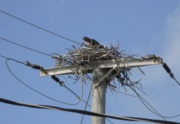 osprey