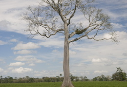 ceiba tree