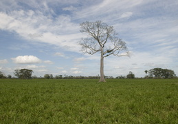 ceiba tree