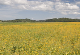 sea of flowers