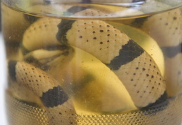 preserves