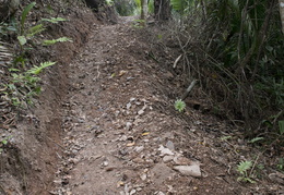 jungle trail