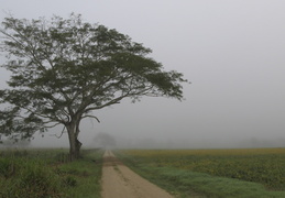 tree in the morning fog