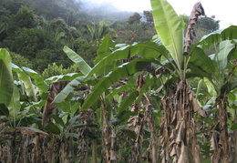 banana trees