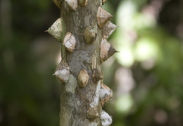 spiky tree