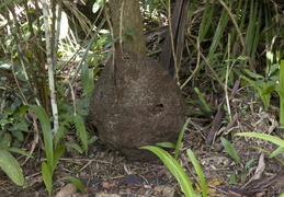 termite nest