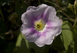 jungle flowers