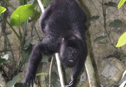 howler monkey