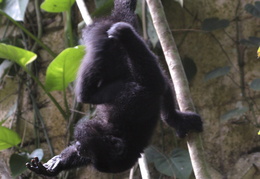 howler monkey