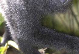 howler monkey