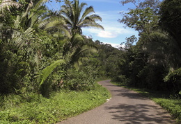 road through the jungle