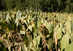 some of the vegetation that we're not used to in the Sierra