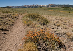 wildflowers along the trail