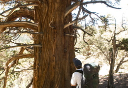 admiring the trees