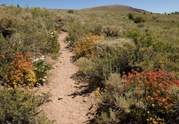 wildflowers in the scrub