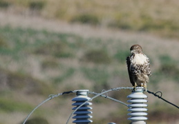 Hawk on a wire