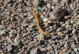 critter on the stones