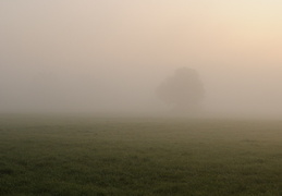 tree and morning fog in Pressath