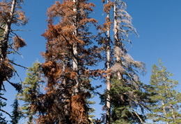 colorful pines