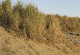 dunes