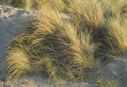 dunes