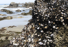 mussels