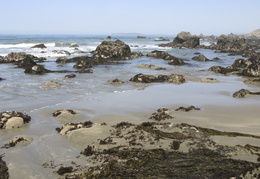 tidal pools