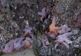 starfish