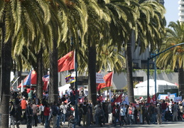 awaiting the torch under the palms