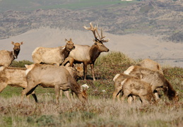 tule elk in Point Reyes