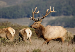 tule elk