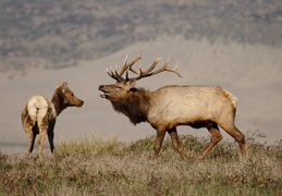 tule elk