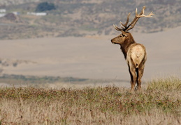 tule elk in Point Reyes