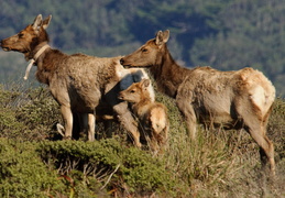 tule elk with baby