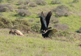 Turkey Vultures fighting over a carcas