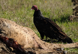 Turkey Vulture with a fresh tule elk carcas