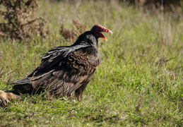 Turkey Vulture