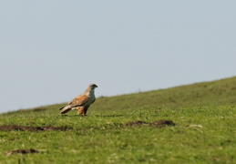 Red-tailed hawk in Marin