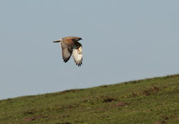 Red-tailed hawk