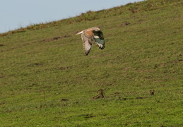 Red-tailed hawk in flight