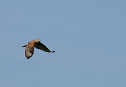 Red-tailed hawk hunting